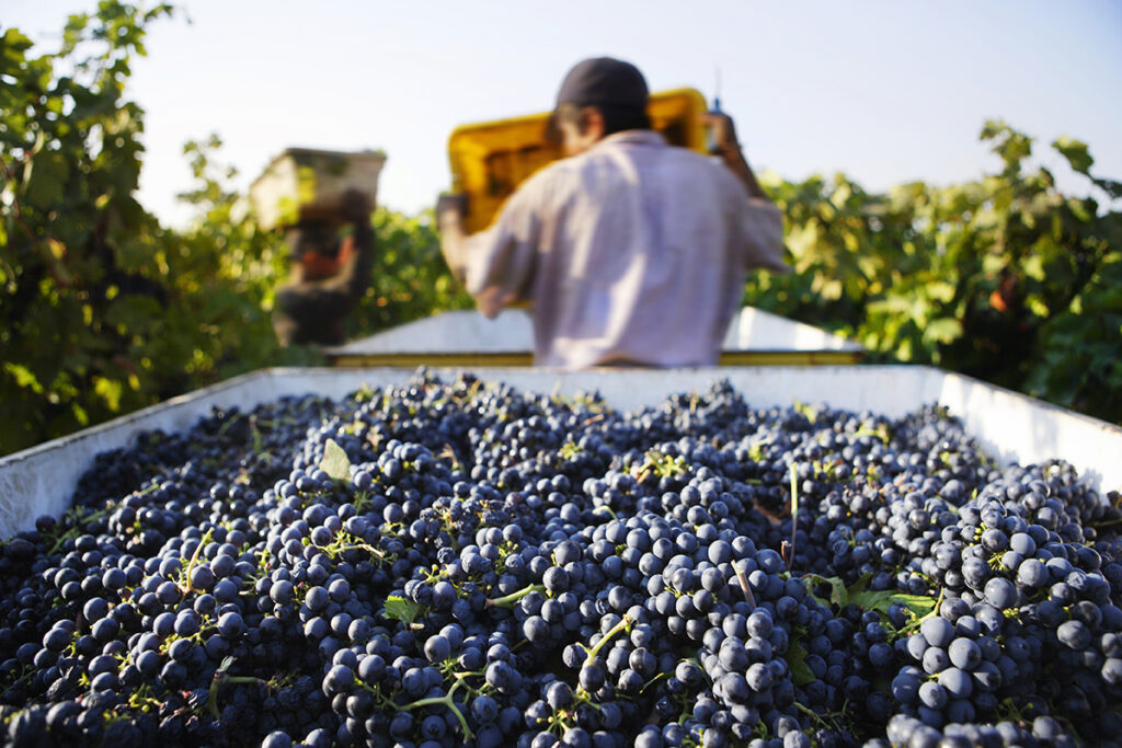 Harvesting Grapes California Wine
